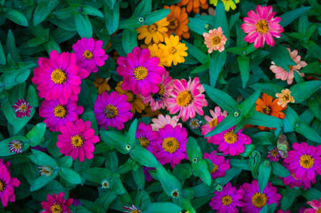 A closeup shot of colorful Zinnia Angustifolia flowering plants in the middle of a gardenの写真素材