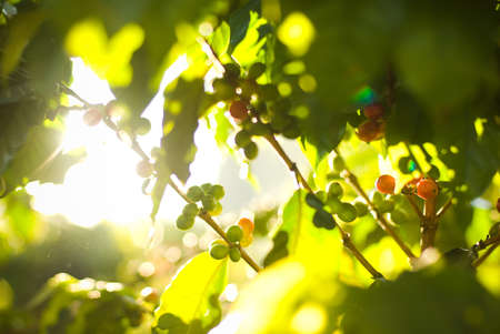 A closeup of coffee beans on tree branches surrounded by greenery under sunlight in Guatemalaの写真素材