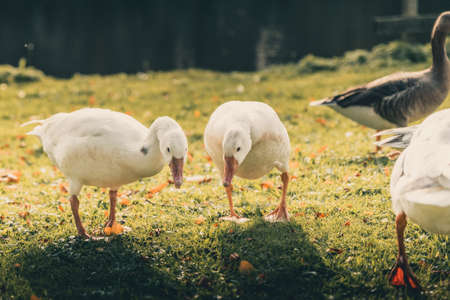 Lovely ducks playing around a lake. October Autumn seasonの写真素材