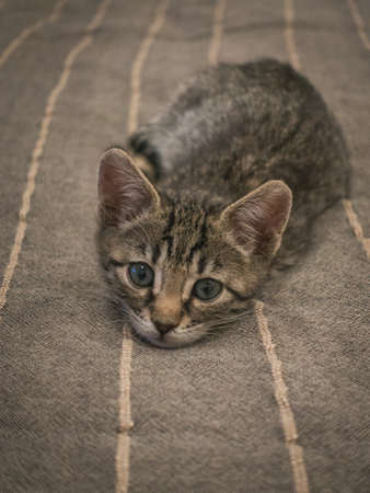 A vertical closeup shot of a cute kitten lying on the bed and staring at the camera with blue eyesの写真素材