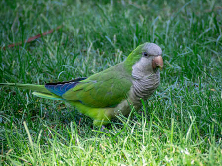 A closeup shot of a cute green and blue parrot eating grass with its beak openの写真素材