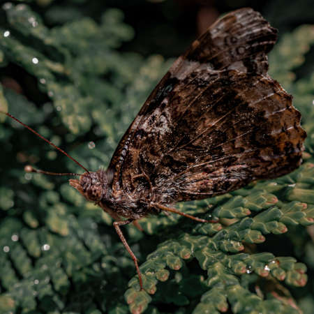 A closeup shot of a brown butterfly on a green plantの写真素材