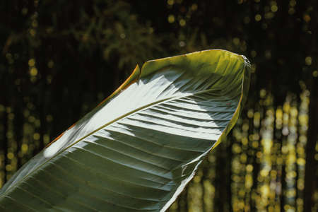 A selective focus shot of a green leaf with the blurred jungle in the background