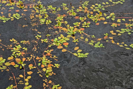 A closeup shot of broken branches with leaves in the waterの写真素材