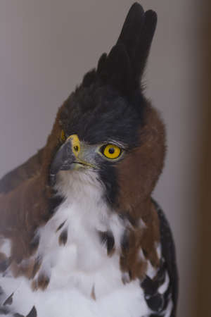 A closeup of a hawk with yellow eyes looking left against a blurry backgroundの写真素材