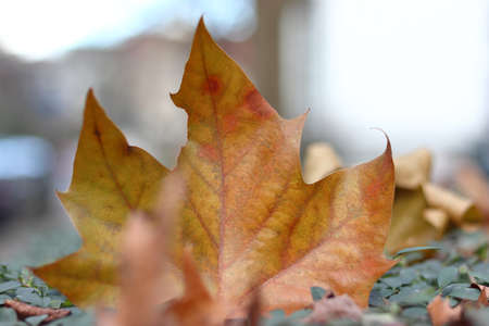 A closeup of a yellow maple leaf surrounded by greenery with a blurry background