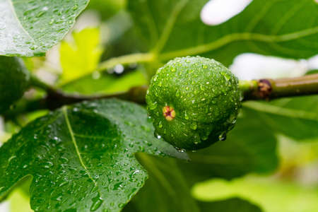 A selective focus shot of a green unripe fig growing on the tree with blurred backgroundの写真素材