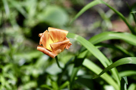 An orange garden roses in a garden surrounded by greenery under sunlight with a blurry background