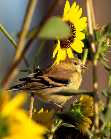 A vertical shot of a sparrow perched on a sunflower on a blurred backgroundの写真素材
