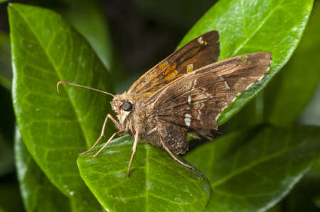 A closeup of a Lulworth skipper sitting on leaves surrounded by greenery with a blurry background