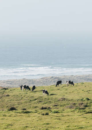 A vertical shot of cows grazing in a field at the ocean shore