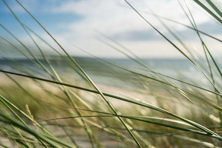 A closeup of grass under sunlight and a cloudy sky with a blurry backgroundの写真素材