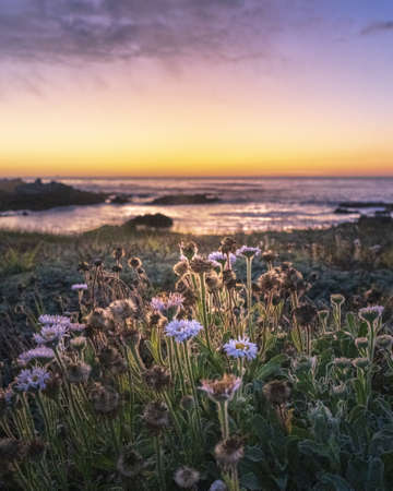 A vertical selective focus shot of field flowers during sunset with a blurry sea backgroundの写真素材