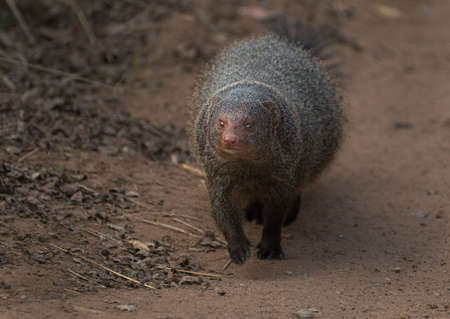 A closeup shot of a cute Indian grey mongoose walking on the sandy groundの写真素材