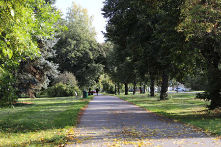 A beautiful view of a sidewalk surrounded by tall trees on grass covered fields