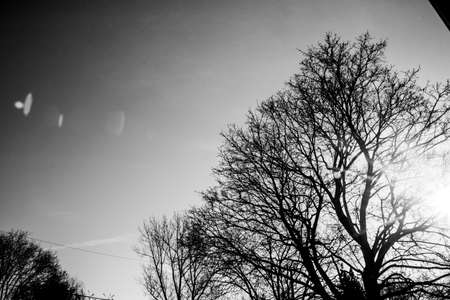 Black and white photo of a tree.