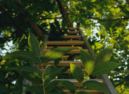 A selective focus shot of a wooden ladder under the tree with green leavesの写真素材