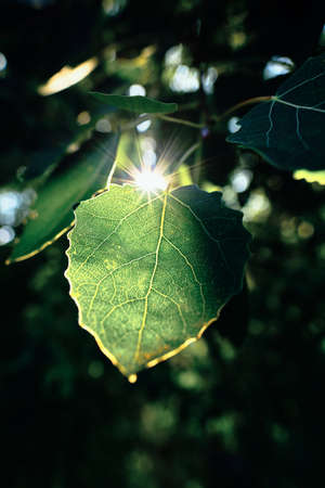 A vertical shot of the sun sliding through green leaves in the middle of a forestの写真素材