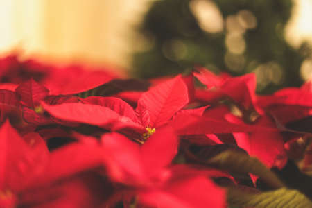A selective focus closeup shot of festive red Mexican Poinsettias spreading Christmas atmosphereの写真素材