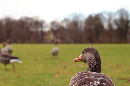 A closeup of a brown duck with an orange beak walking in a park with a blurry background