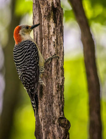Red Bellied Woodpecker playing peek a booの写真素材