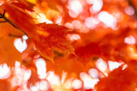 A maple tree with red leaves under the sunlight during the autumn with a blurry background