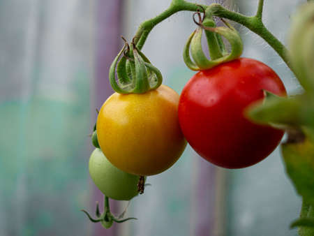 A closeup shot of differently shaded organic tomatoes with green prickly leafletsの写真素材