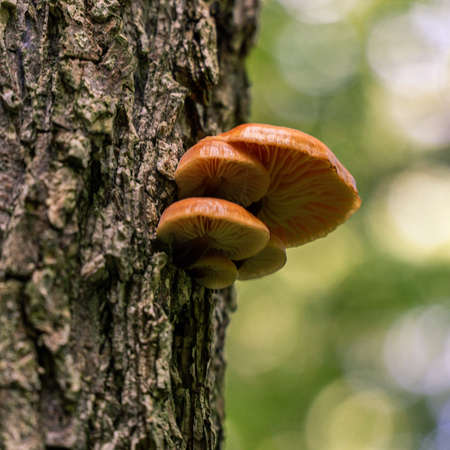 A closeup shot of mushrooms grown on tree bark with a blurred backgroundの写真素材