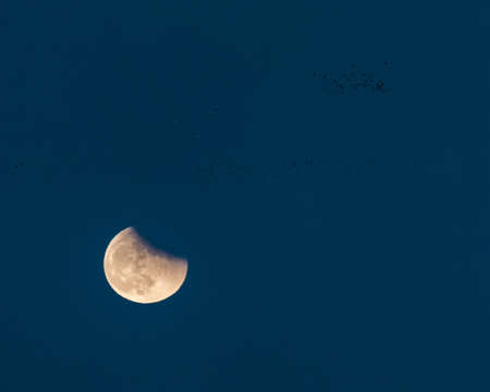 A flock of birds and the beautiful moon in the night sky - great for a cool background or wallpaper