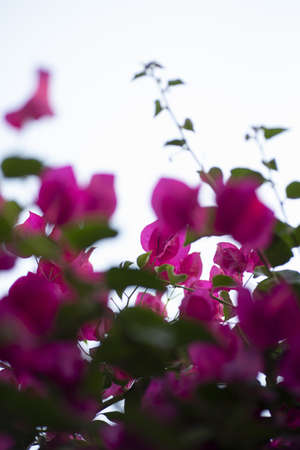 A vertical shot of pink flowers on a blurred background under the bright skyの写真素材