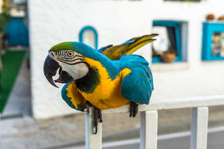 A closeup shot of a macaw parrot perched on white railings with a blurred background