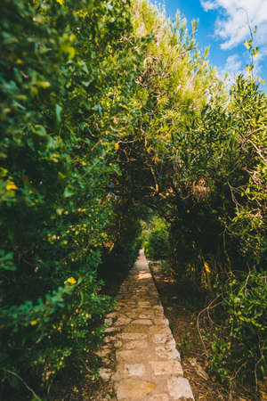 A vertical shot of a beautiful cobblestone path surrounded by trees on a sunny dayの写真素材