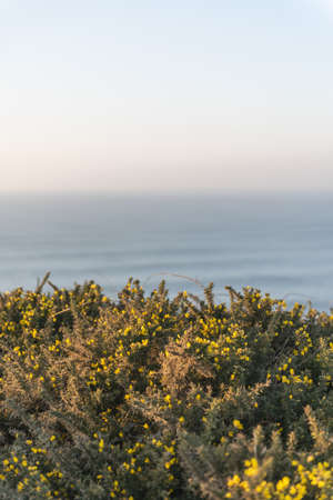 A vertical shot of beautiful naturistic scenery at the ocean shore during evening timeの写真素材