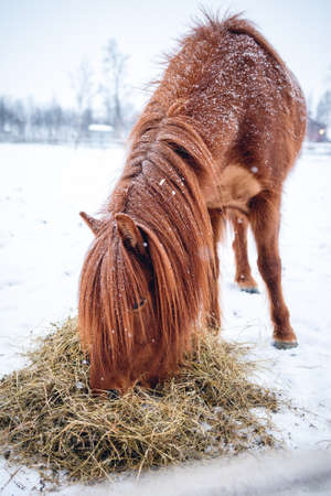 A vertical shot of a horse with long hair while eating hay in the north of Swedenの写真素材