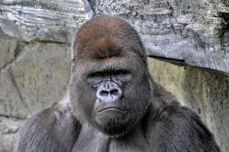 A closeup shot of a western lowland gorilla with an angry facial expression