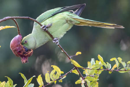 A Drara Parrot enjoying a first meal of the day.