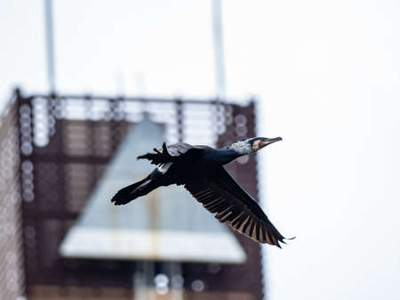 A black and white double-crested cormorant freely flying in the open airの写真素材