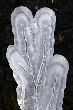 A vertical shot of the frozen thin branches of a tree