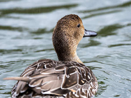 A cute brown Mallard duck hanging out in the lake in the middle of the parkの写真素材