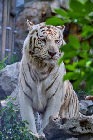A vertical closuep shot of a white tiger sitting on the stones with a mysterious lookの写真素材