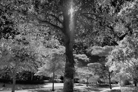A greyscale landscape of a park covered in trees under sunlight and a cloudy sky