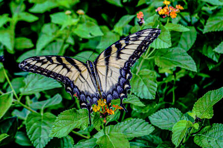 A closeup shot of a Papilio Machaon butterfly hanging out in its natural habitat