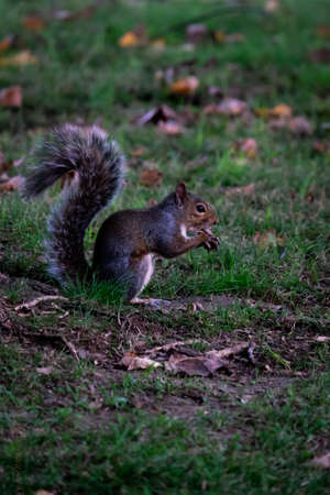 A vertical shot of a cute squirrel hanging out int he middle of the park