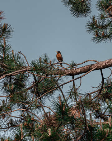 A vertical shot of a brown bird on a tree branch with a blue sky in the backgroundの写真素材