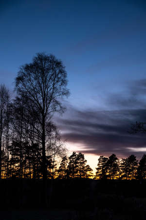 A vertical shot of silhouettes of trees n front of the sky covered with the light of the setting sunの写真素材