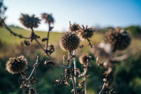 A closeup shot of a Silybum flower in the field with a blurred backgroundの写真素材