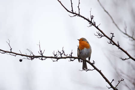 A European robin sitting on a tree branch in a forest with a blurry background