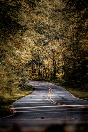 A vertical shot of a road surrounded by an autumn forest