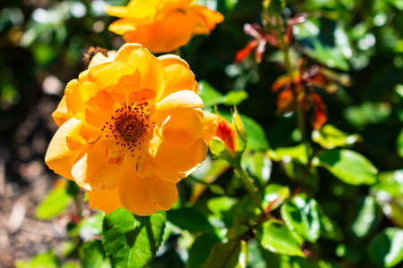 A beautiful yellow-petaled rose with green leaves on a blurred backgroundの写真素材