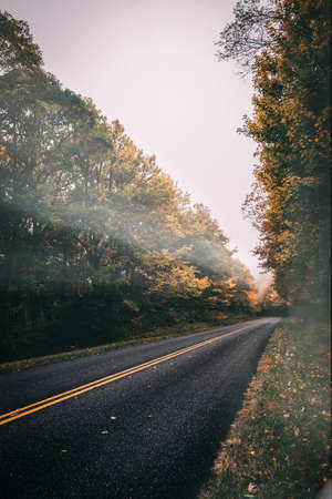 A vertical shot of a road surrounded by a yellow autumn scenery